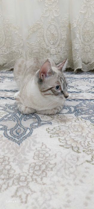 Продается кошка, не стерилизованна.