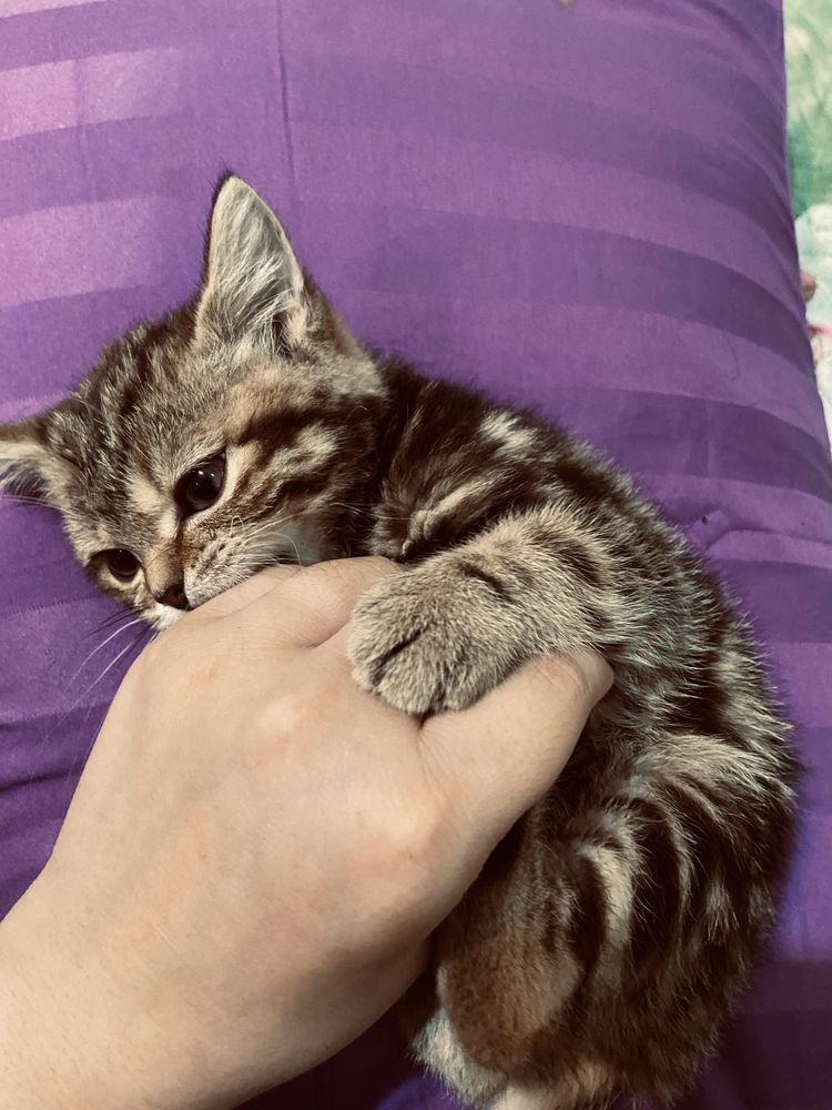 Очаровательная котёнок (британский тип) Астана