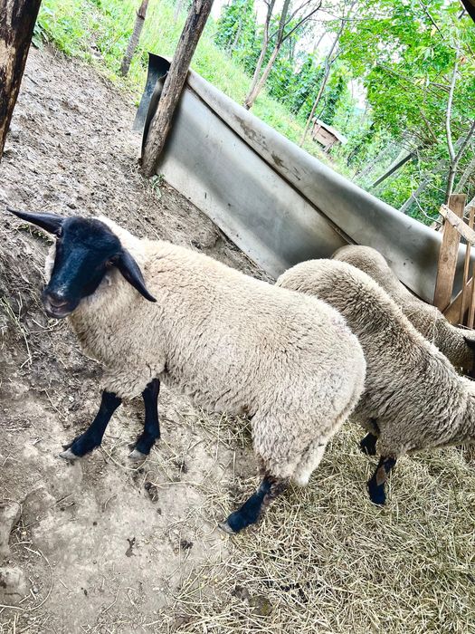 Vand miei suffolk - femele, mascul