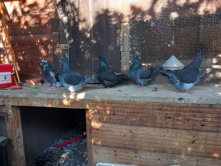 Porumbei Mondaini Filiași Dolj