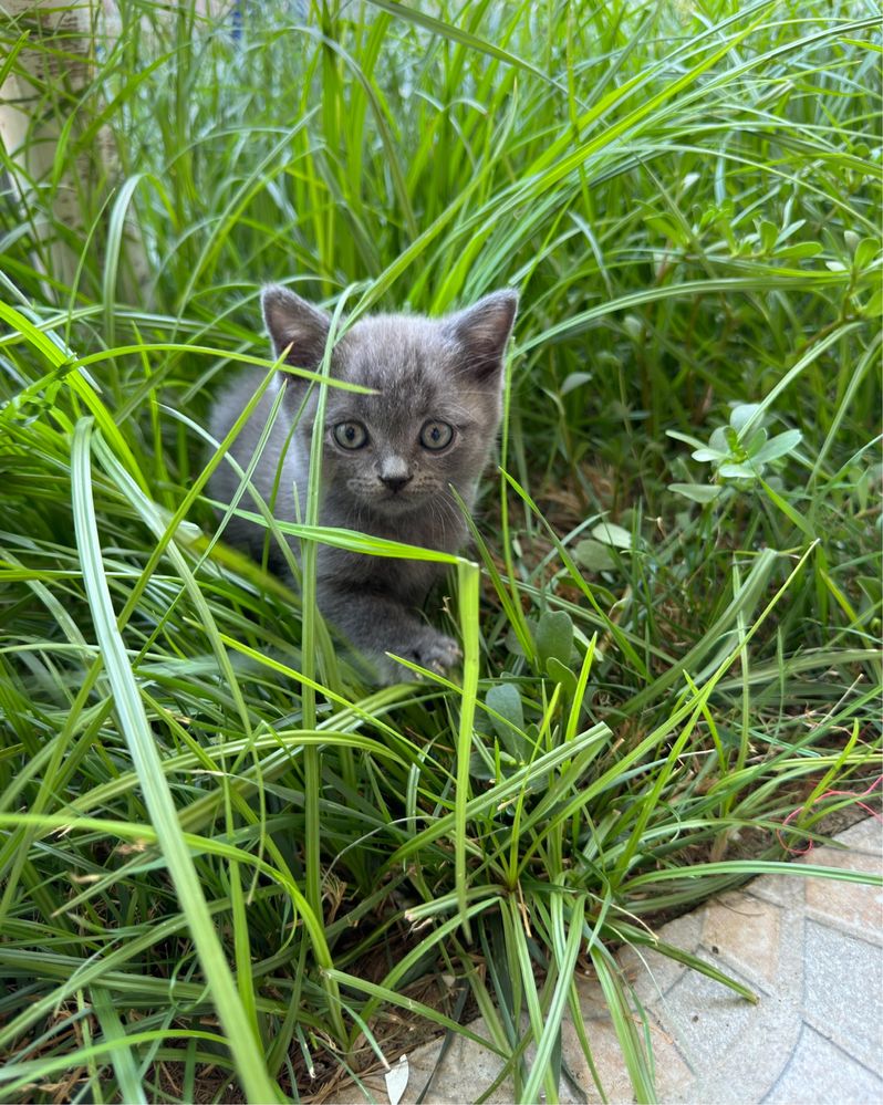 Скоттиш страйт 2 месяц девочка