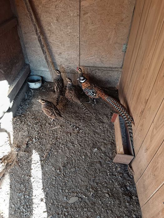 Fazani regali de vanzare