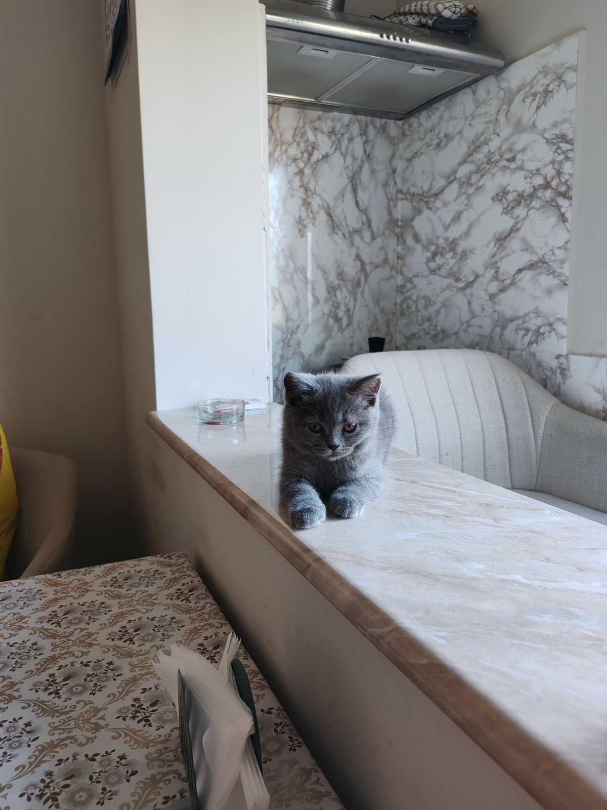 Британска късокосместа котка