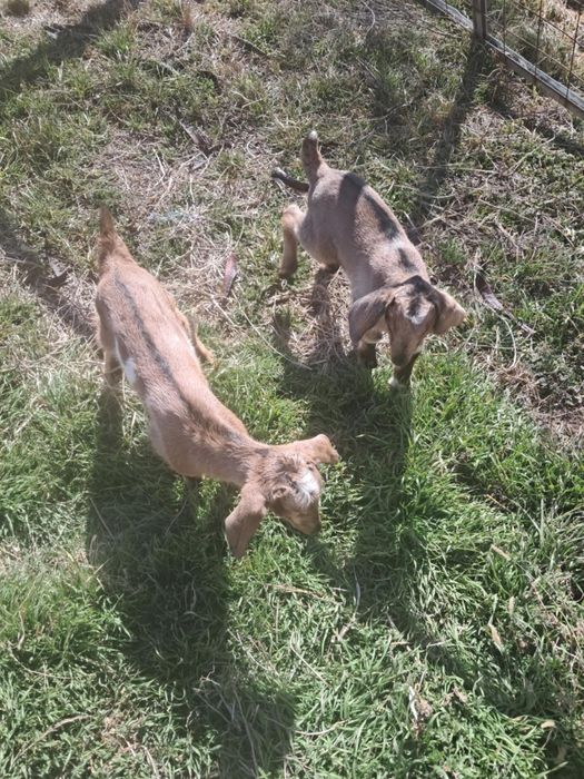 Vind capra anglo nubian la a doua fatarefatare