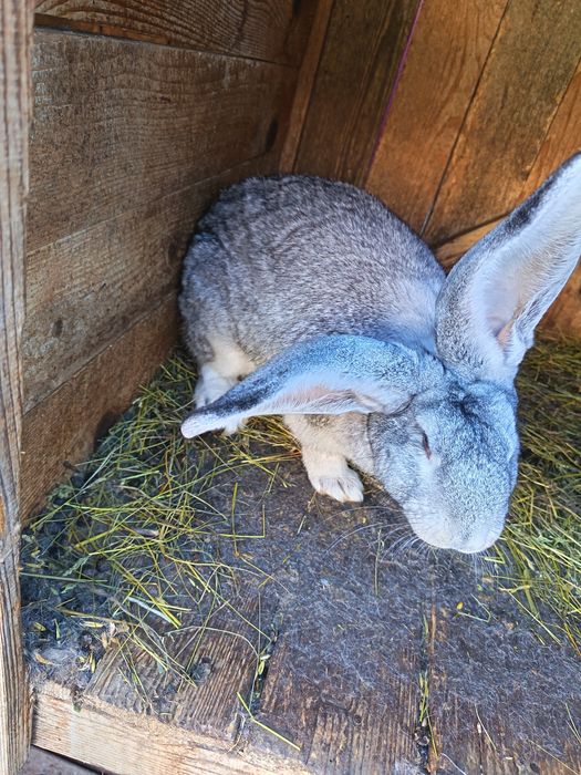 Schimb iepuri masculi cu cu femele albe