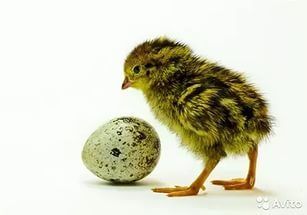 Комбикорм Фирмы "АЛ и КС" ДК-50 для птенцов перепелов