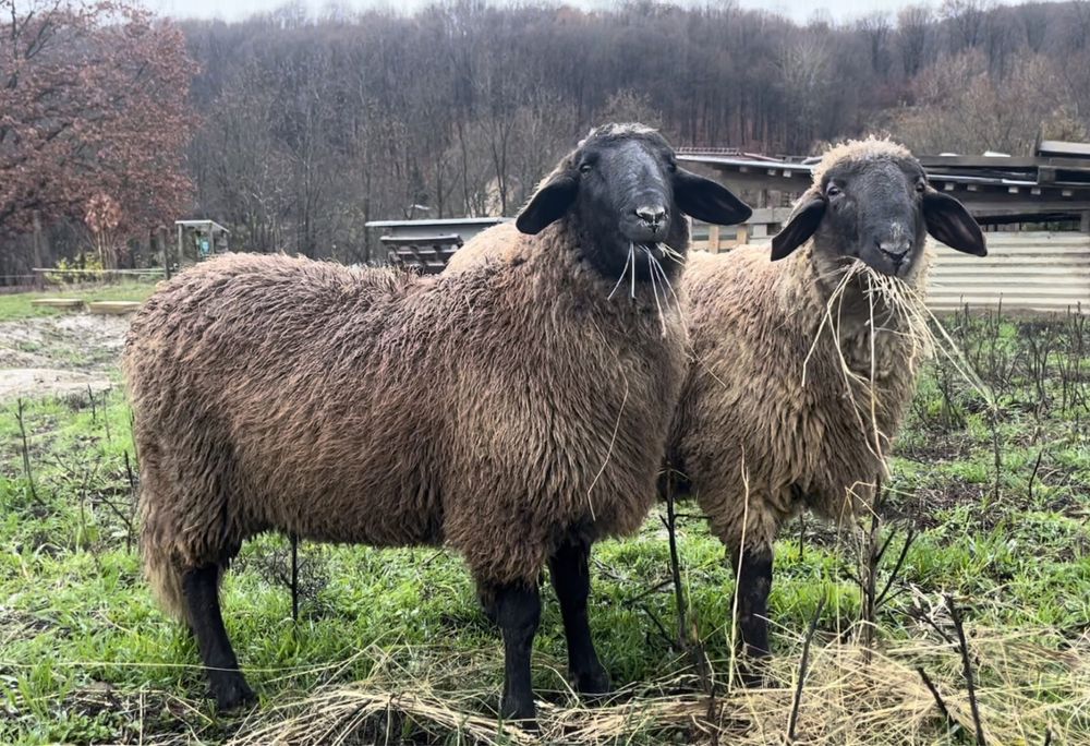 Berbeci carabasa de teleorman.