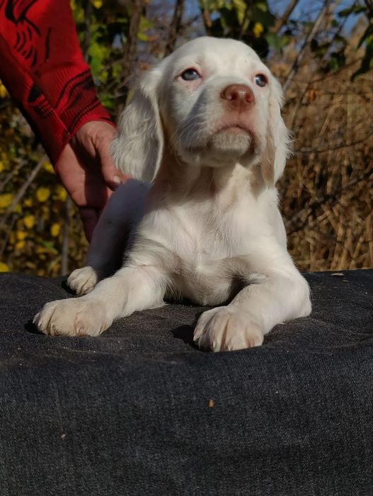 Щенки английского сеттера