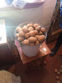 Продам дачный семенной картофель