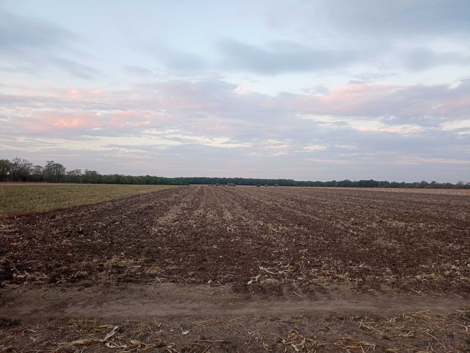 Teren extravilan arabil Dăbuleni 16100m²