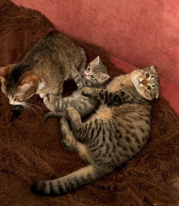 Передержка котов
