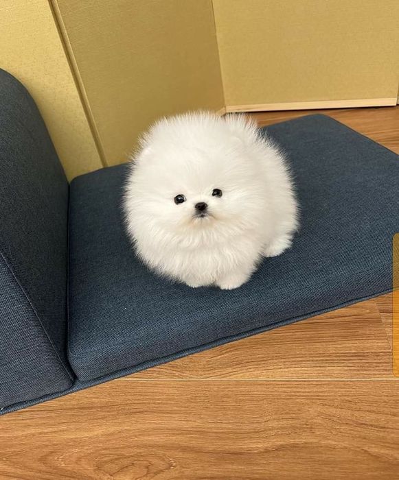 Pomeranian mini toy