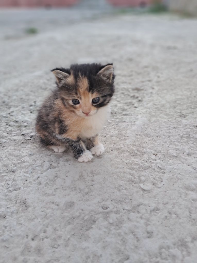 котенок 3 хорошие мыыылие