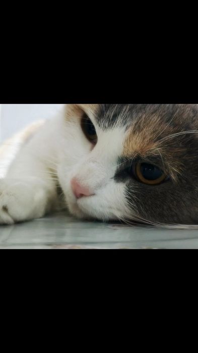 Uy mushugi, calico, turk angorasi