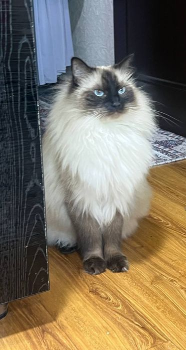 Regdoll чистокровный