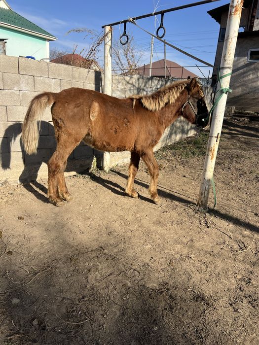 Жабагы тай Семиз согым Жеребят