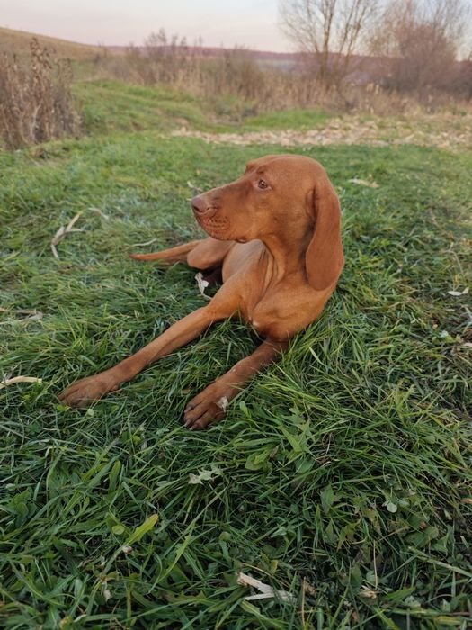 Femelă Vijlă(vizsla)maghiară