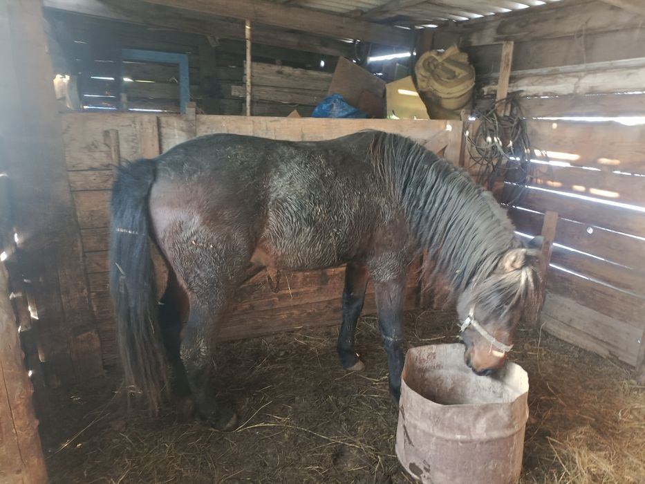 Продам лошадей 3 головы жеребчики