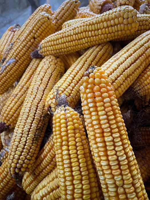 Vând porumb