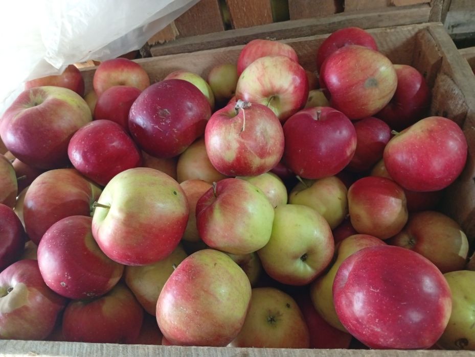 Vând mere diferite soiuri