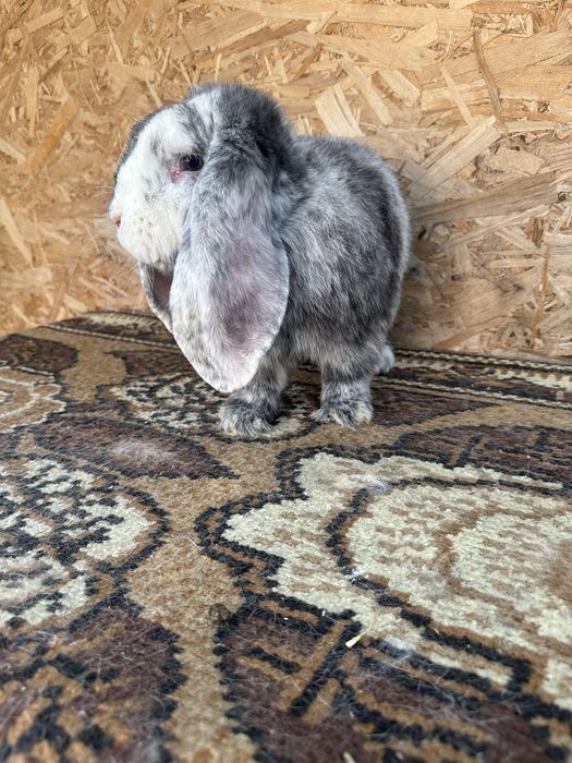 Iepuri berbec german