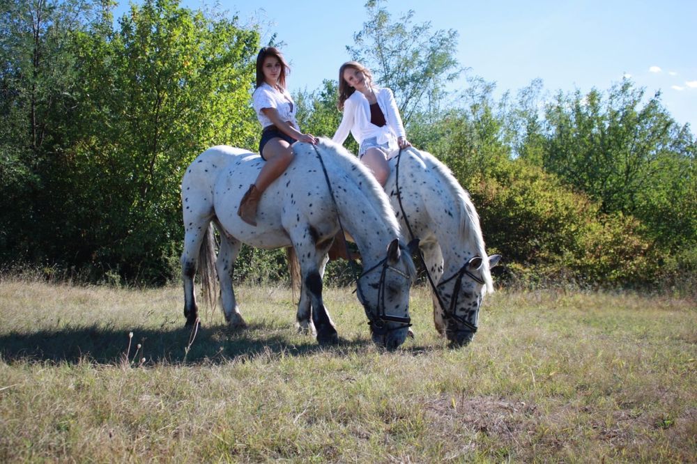 De Vanzare Pereche Cai APPALOOSA