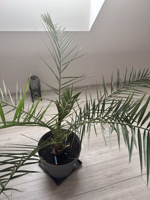 Продавам Финикова палма – 50 лв