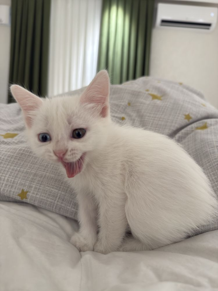 Белоснежная котёнка