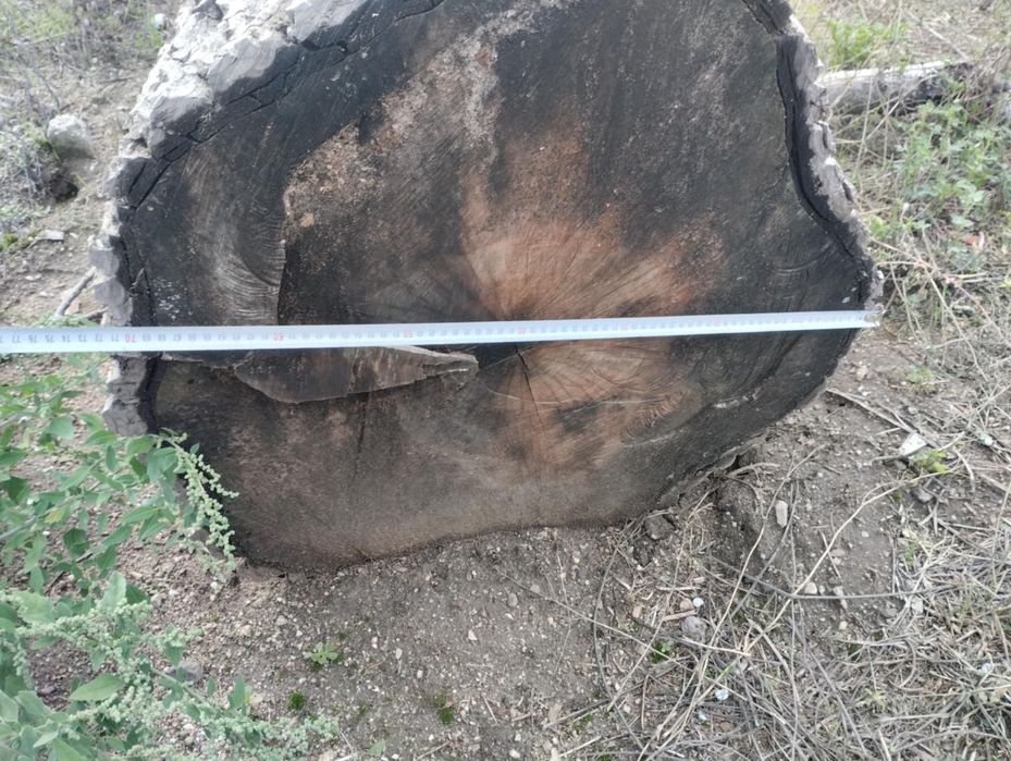 Продавам орехово дърво