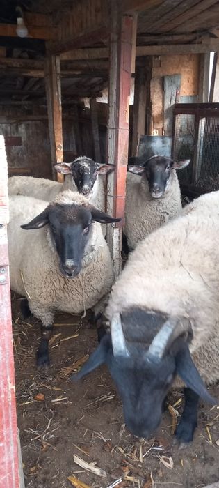 Vând oi tinere metis sufolk . Preț 6000 ron . Posibil gestante