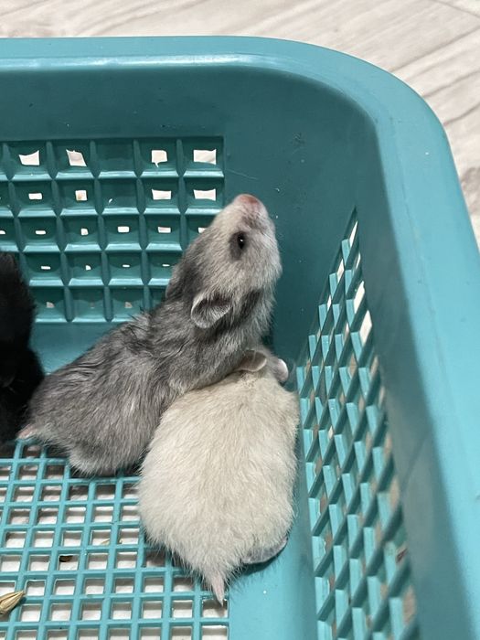 Хомячки сирииские