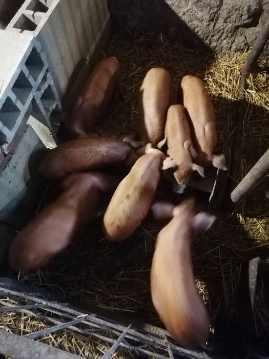 Малки Прасенца Дюрок