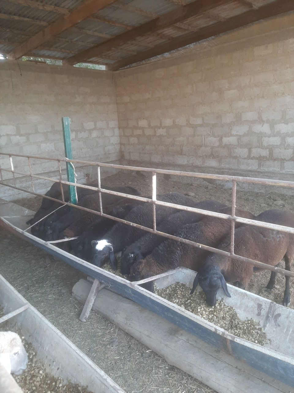 Barra qo'chqorlar