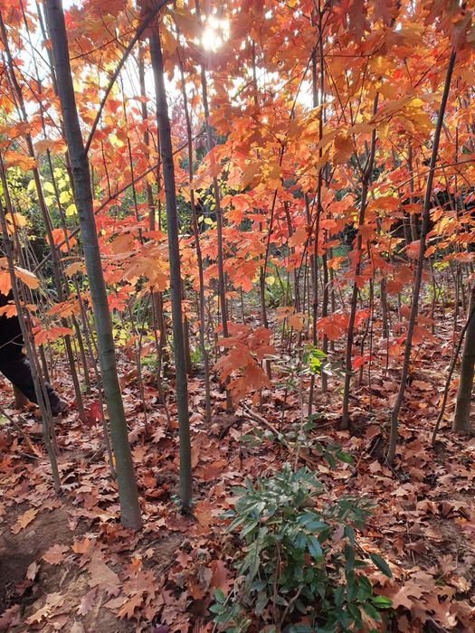 Foioase copaci ornamentali