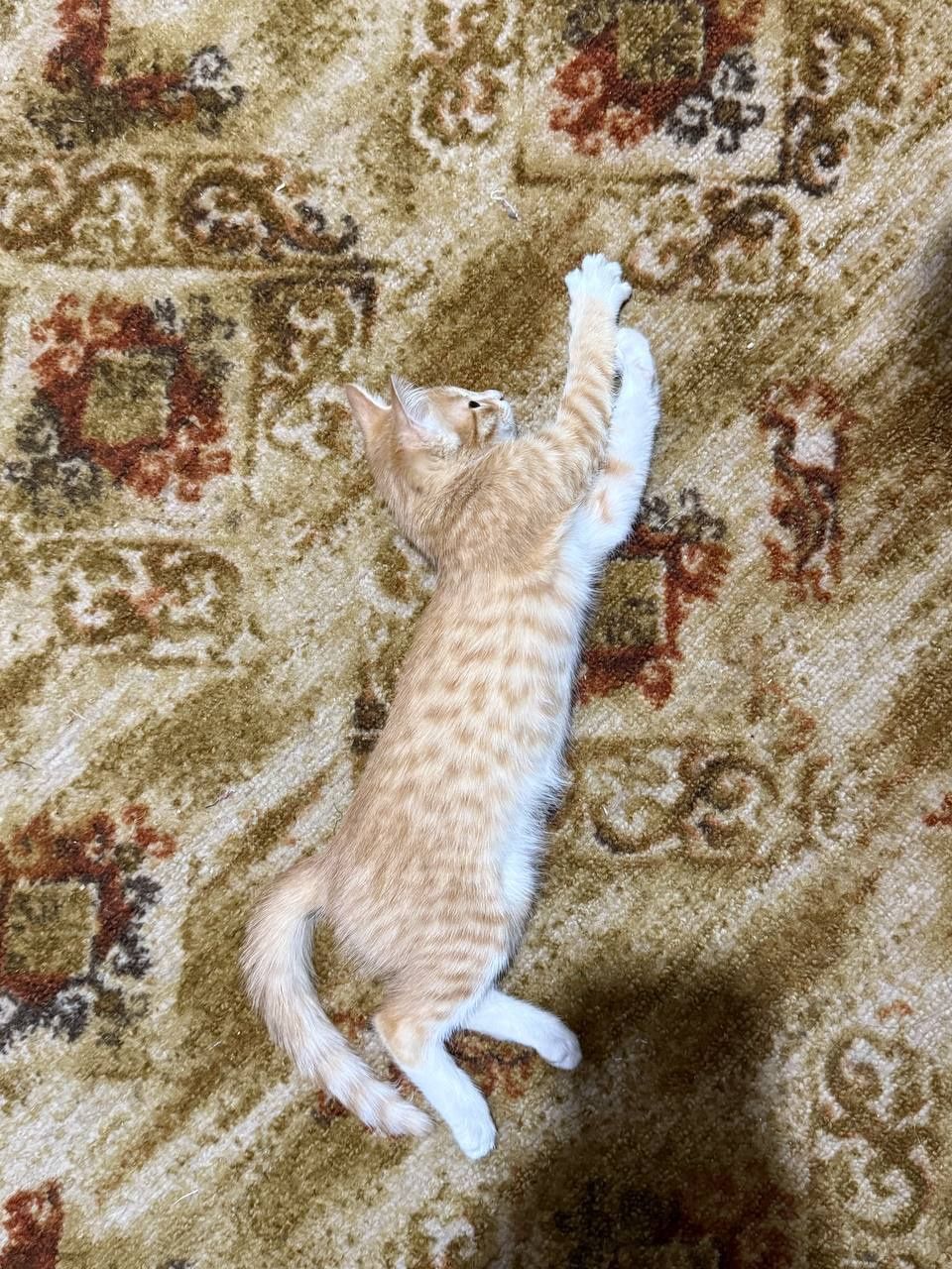 Домашние кошки,мама и 4 котят