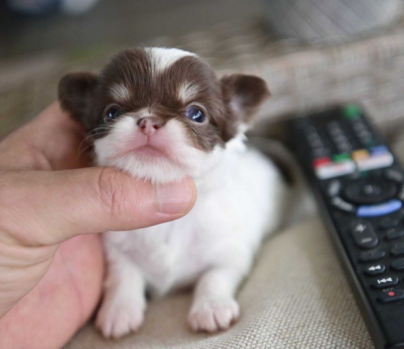 Мъжко дългокосместо мини чихуахуа