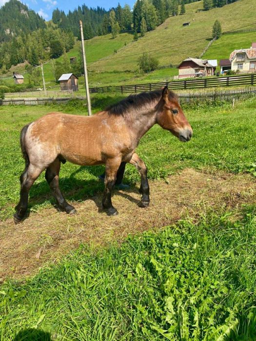 Vând mânz semigreu deosebit din părinți de excepție