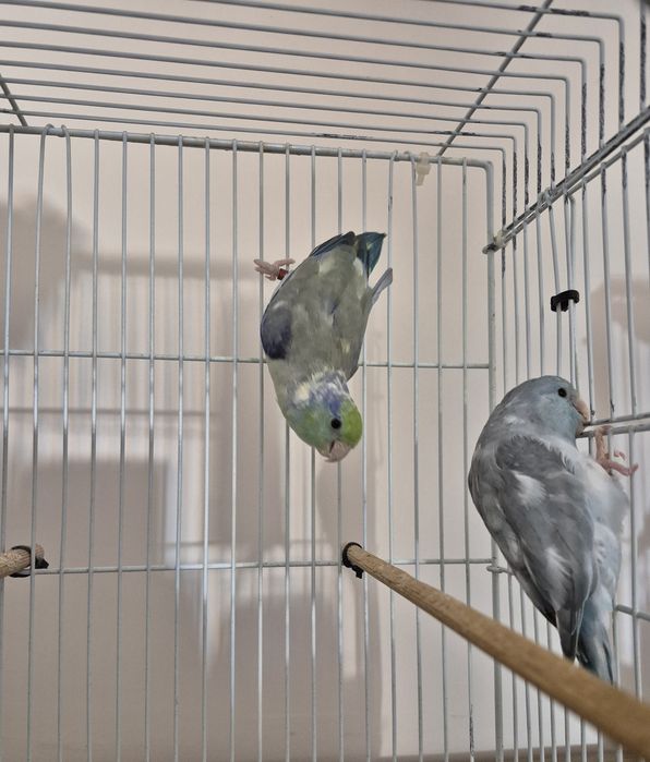 Vand /Schimb cu Canari - Papagali - Forpus Coelestis