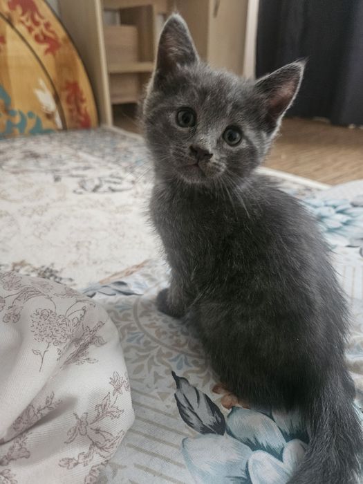 отдам в добрые руки