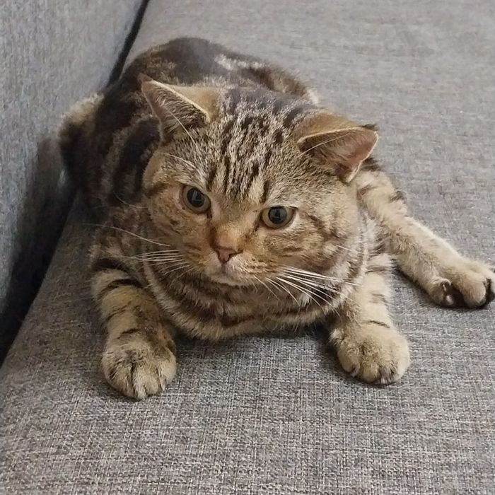 Кот ищет дом, вроде породистый.