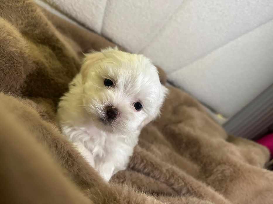 Bichon maltez talie mica