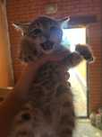 Кошка бесплатно