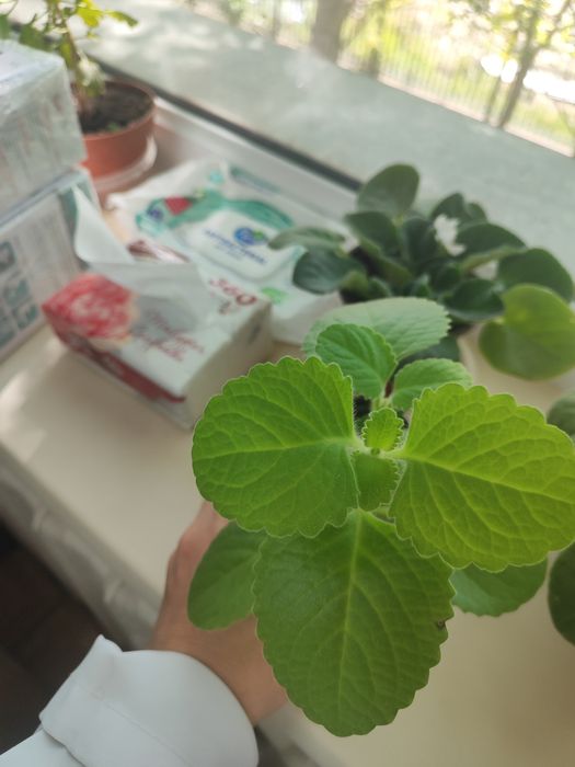 Мята комнатная в горшке