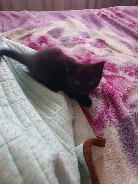 Отдам котенка мальчика