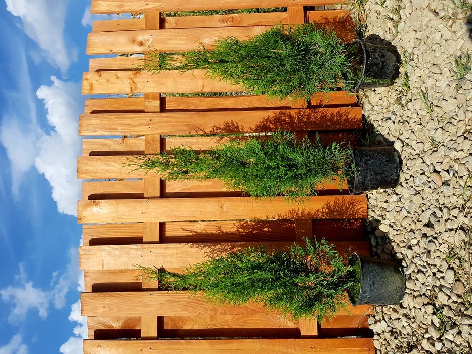 Leylandii 50-60cm cm pentru gard viu si Tuia Smaragd