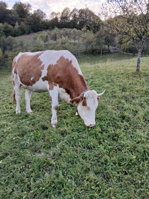 Vand vaca gestanta