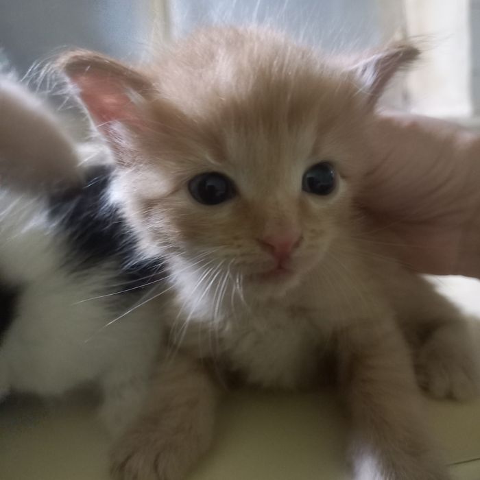 Котята мальчики 1 месяц