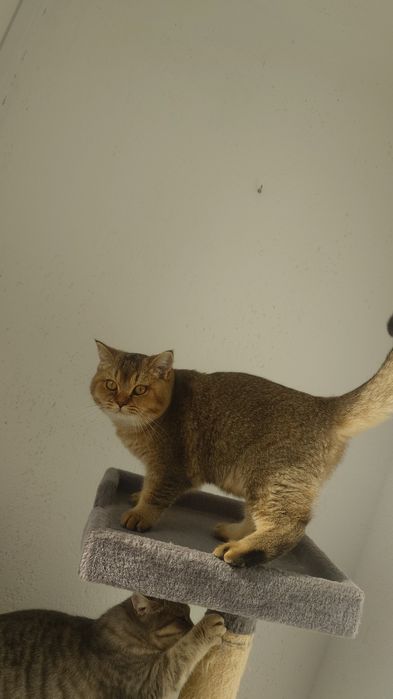 Motănel british shorthair cu pedigree