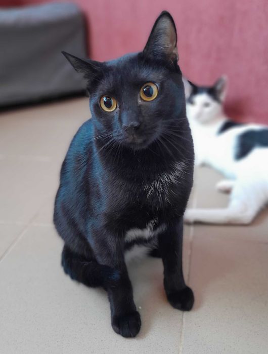 Adoptie pisica neagra castrata Hurem
