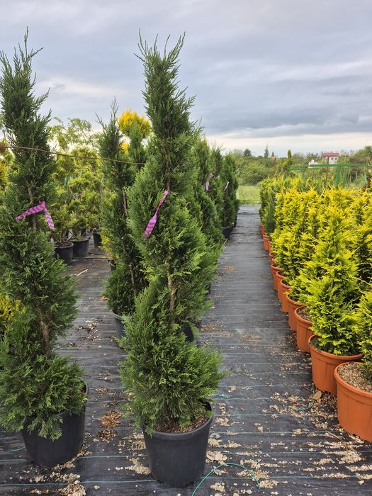 Tuia spirala Pon pon Eunimus